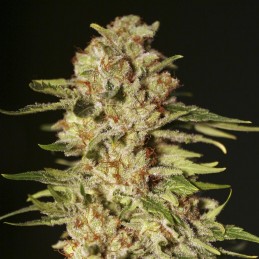 Nasiona marihuany PPapa’s Candy - opis odmiany konopi