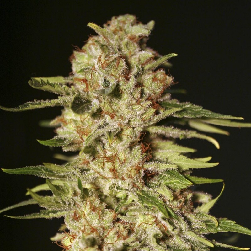 Nasiona marihuany PPapa’s Candy - opis odmiany konopi