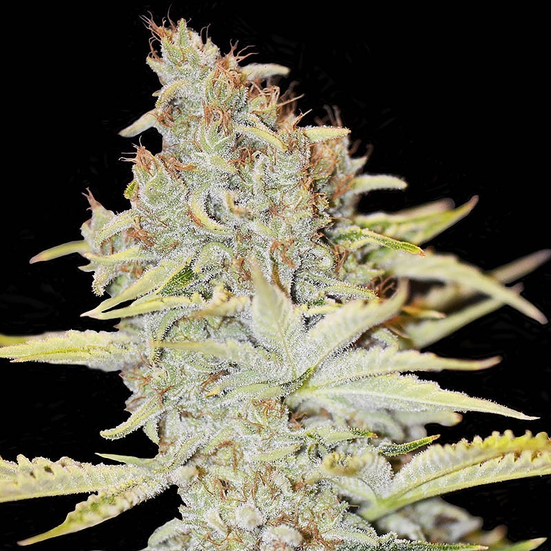 Nasiona marihuany Furious Candy - odmiana konopi