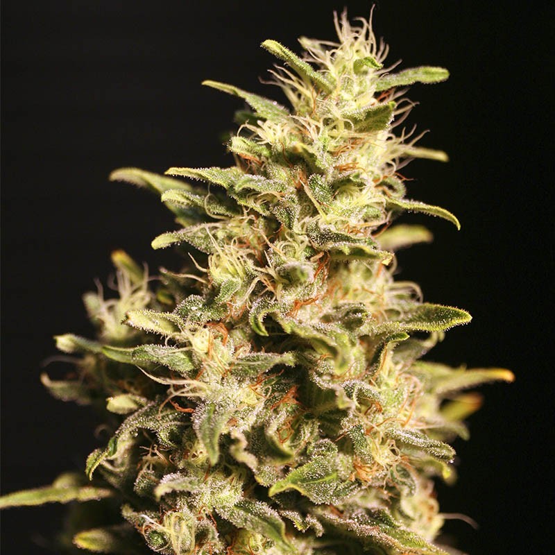 Nasiona marihuany Missing in Barcelona - opis odmiany konopi