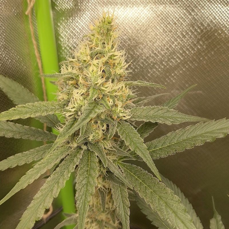Nasiona marihuany Sandstorm - opis odmiany konopi