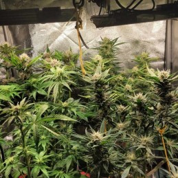 Nasiona marihuany Sugarloaf - opis odmiany konopi