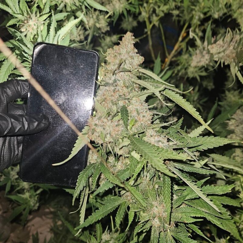 Nasiona marihuany Taskenti - opis odmiany konopi