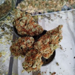 Nasiona marihuany BT7 - odmiana konopi