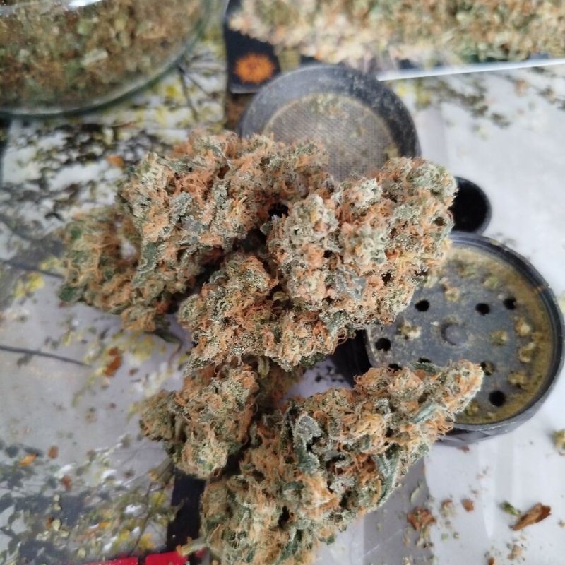 Nasiona marihuany Cherry 18 - odmiana konopi