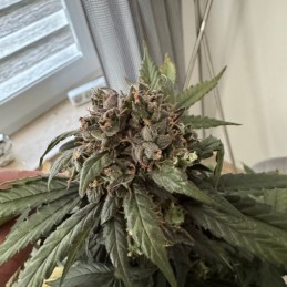 Nasiona marihuany SSOG - opis odmiany konopi