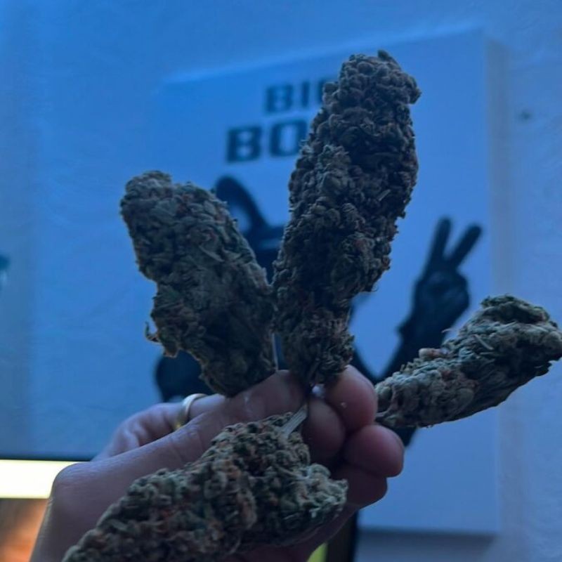 Nasiona marihuany Black Kiss - odmiana konopi