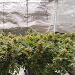 Nasiona marihuany Blue Horse - odmiana konopi