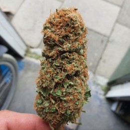 Nasiona marihuany FSE - odmiana konopi