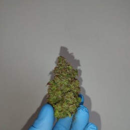 Nasiona marihuany G8 - opis odmiany konopi