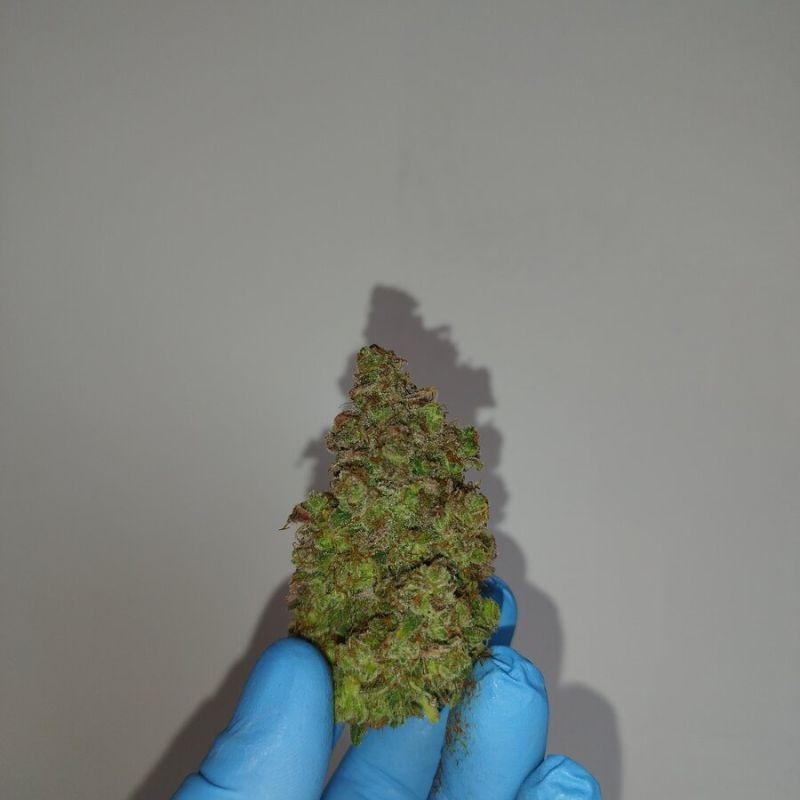 Nasiona marihuany G8 - opis odmiany konopi