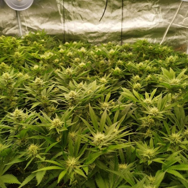 Nasiona marihuany Jamaican Green Gold - opis odmiany konopi