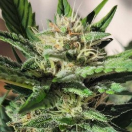 Medyczne nasiona marihuany CBD Mango Haze - odmiana konopi