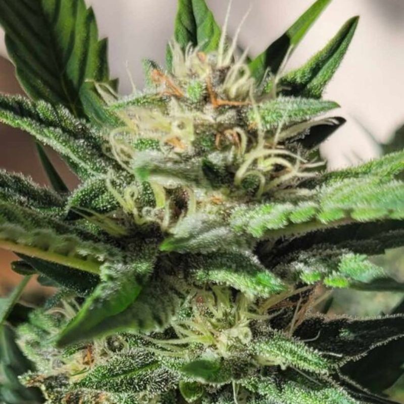 Medyczne nasiona marihuany CBD Mango Haze - odmiana konopi