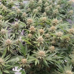 Medyczne nasiona marihuany CBD MediHaze - odmiana konopi