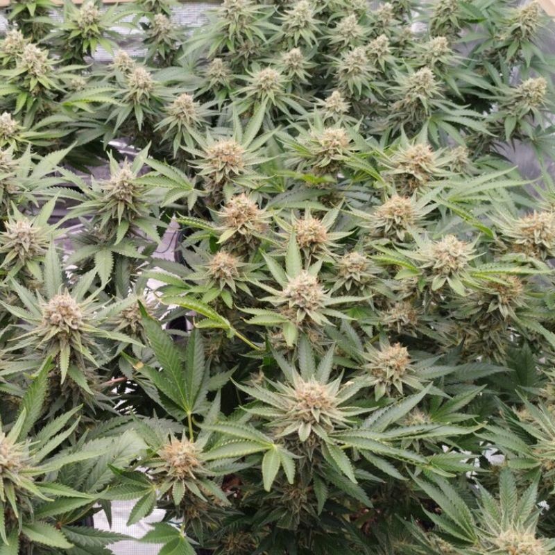 Medyczne nasiona marihuany CBD MediHaze - odmiana konopi