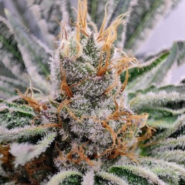 Medyczne nasiona marihuany CBD Nordle - odmiana konopi