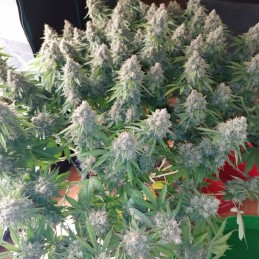 Nasiona marihuany automatyczne Med Gom Auto - opis odmiany konopi