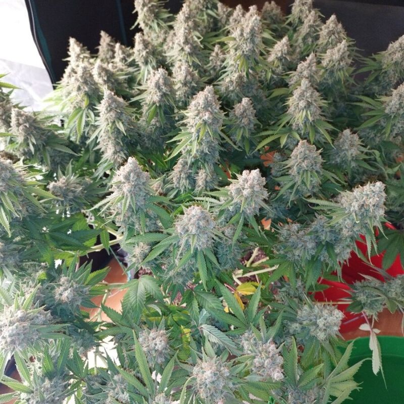 Nasiona marihuany automatyczne Med Gom Auto - opis odmiany konopi