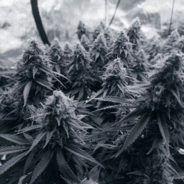 Nasiona marihuany automatyczne Roadrunner 2 Autoflowering - opis odmiany konopi