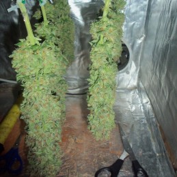 Nasiona marihuany Blue Thai - odmiana konopi