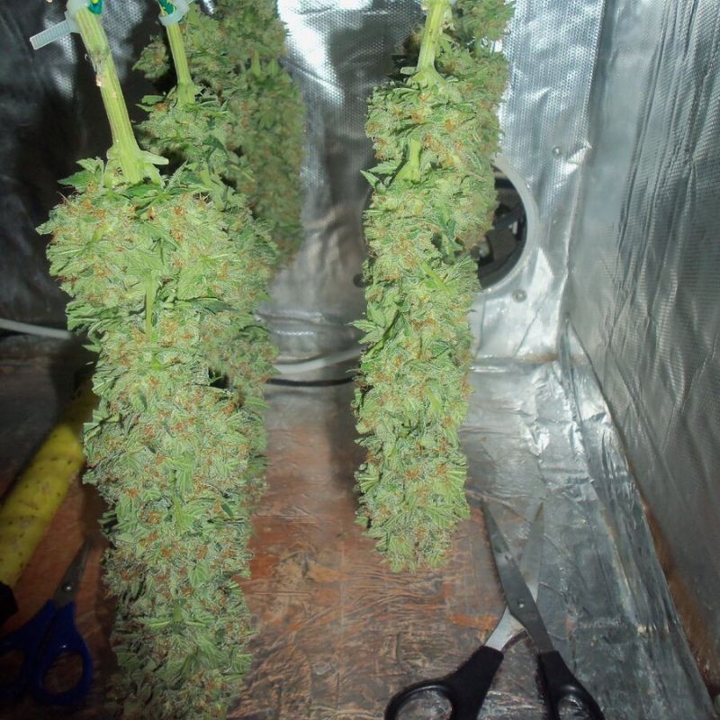 Nasiona marihuany Blue Thai - odmiana konopi