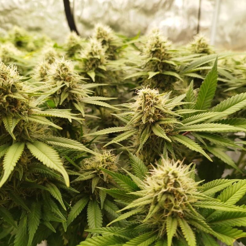 Nasiona marihuany California Hash Plant - odmiana konopi