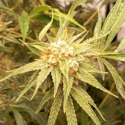 Nasiona marihuany Dinachem - odmiana konopi