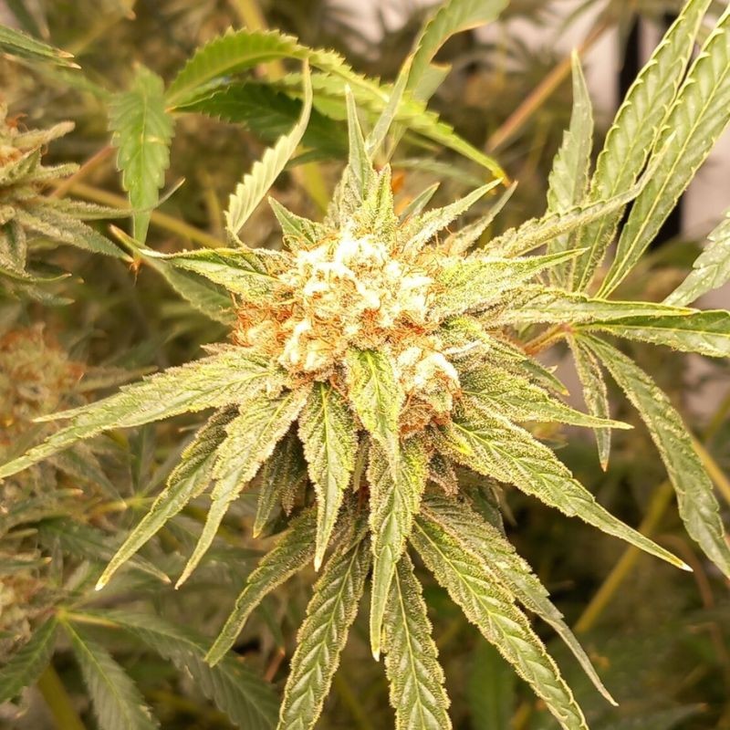 Nasiona marihuany Dinachem - odmiana konopi