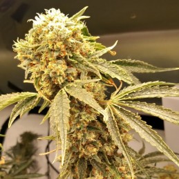 Nasiona marihuany automatyczne Dinamed Kush CBD Plus Autoflowering - odmiana konopi