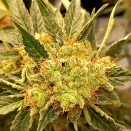 Nasiona marihuany automatyczne Dinamex Auto - odmiana konopi
