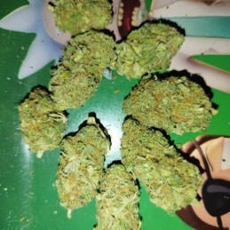 Nasiona marihuany Ocean Grown Cookies - opis odmiany konopi