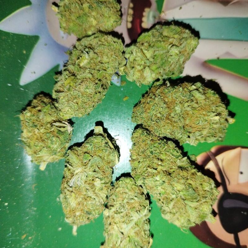 Nasiona marihuany Ocean Grown Cookies - opis odmiany konopi