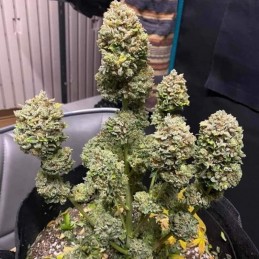 Nasiona marihuany Power Skunk - opis odmiany konopi