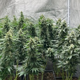 Nasiona marihuany Flying Dragon - odmiana konopi