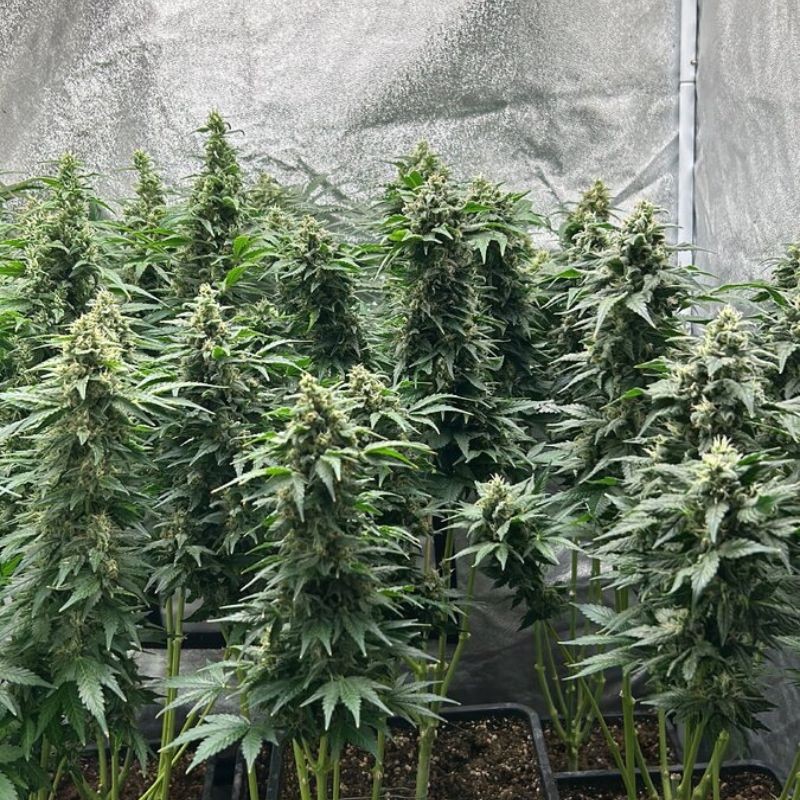 Nasiona marihuany Flying Dragon - odmiana konopi