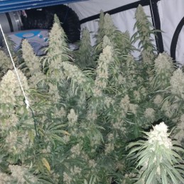 Nasiona marihuany Amsterdam Mist - odmiana konopi