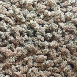 Nasiona marihuany Ancient Widow - odmiana konopi