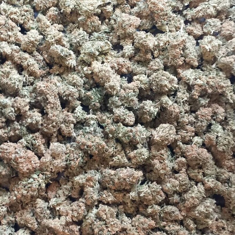 Nasiona marihuany Ancient Widow - odmiana konopi