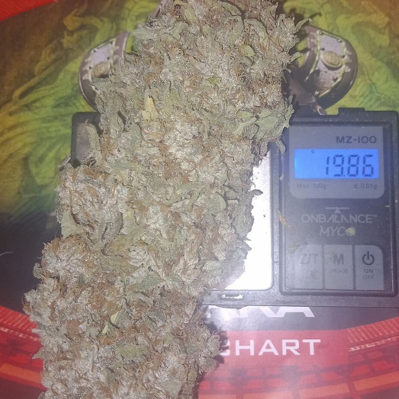 Nasiona marihuany Best Mango - odmiana konopi