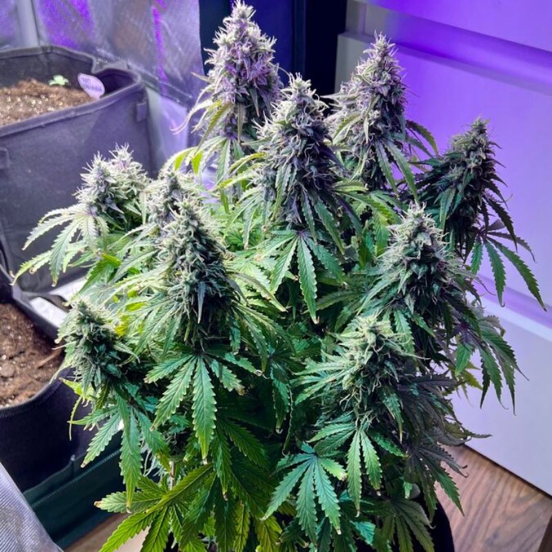 Nasiona marihuany Big Shark - odmiana konopi