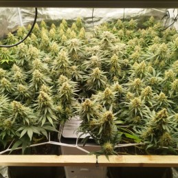 Nasiona marihuany Zkittlez - opis odmiany konopi