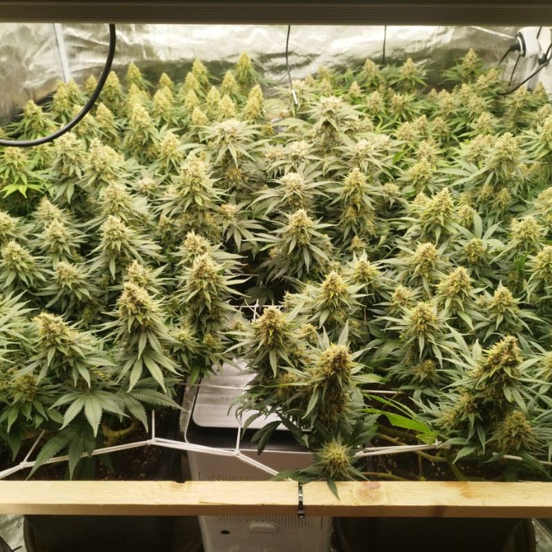 Nasiona marihuany Zkittlez - opis odmiany konopi