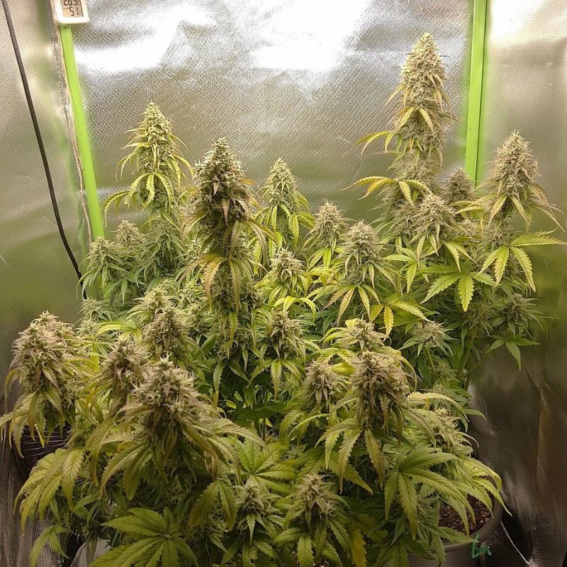 Nasiona marihuany Strawberry Gum - opis odmiany konopi