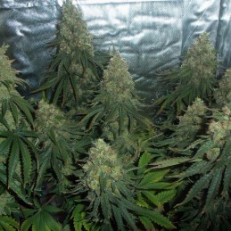 Nasiona marihuany Somango Widow - opis odmiany konopi