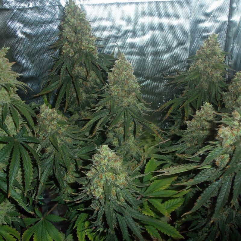 Nasiona marihuany Somango Widow - opis odmiany konopi