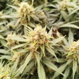 Nasiona marihuany Somango Glue - opis odmiany konopi