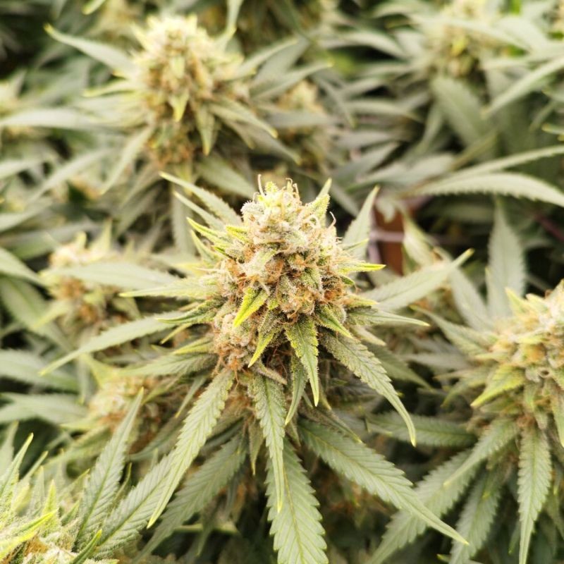 Nasiona marihuany Somango Glue - opis odmiany konopi