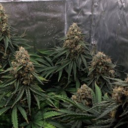 Nasiona marihuany Shark Widow - opis odmiany konopi