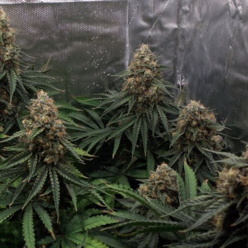Nasiona marihuany Shark Widow - opis odmiany konopi